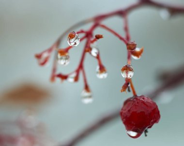 Yağmur damlaları dağ kül dal. Bir damla damlacık sıvı, küçük bir sütun olup tamamen veya neredeyse tamamen ücretsiz yüzeyler tarafından sınırlanmış.
