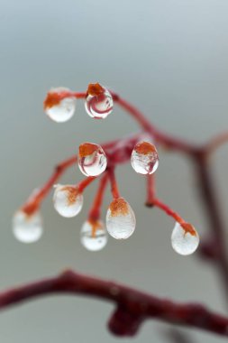 Yağmur damlaları dağ kül dal. Bir damla damlacık sıvı, küçük bir sütun olup tamamen veya neredeyse tamamen ücretsiz yüzeyler tarafından sınırlanmış.