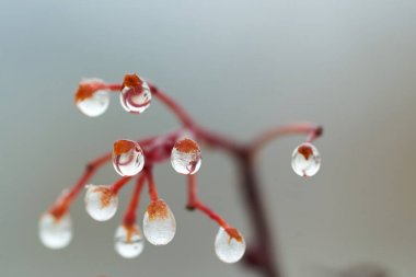 Yağmur damlaları dağ kül dal. Bir damla damlacık sıvı, küçük bir sütun olup tamamen veya neredeyse tamamen ücretsiz yüzeyler tarafından sınırlanmış.
