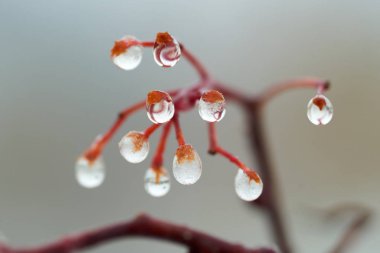 Yağmur damlaları dağ kül dal. Bir damla damlacık sıvı, küçük bir sütun olup tamamen veya neredeyse tamamen ücretsiz yüzeyler tarafından sınırlanmış.