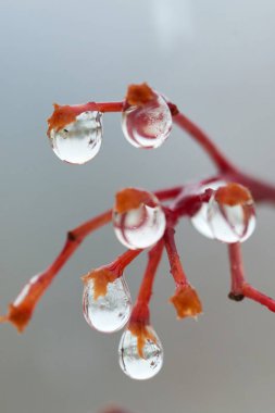 Yağmur damlaları dağ kül dal. Bir damla damlacık sıvı, küçük bir sütun olup tamamen veya neredeyse tamamen ücretsiz yüzeyler tarafından sınırlanmış.