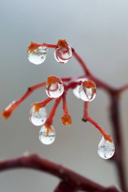 Yağmur damlaları dağ kül dal. Bir damla damlacık sıvı, küçük bir sütun olup tamamen veya neredeyse tamamen ücretsiz yüzeyler tarafından sınırlanmış.