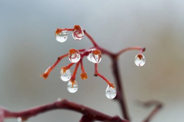 Yağmur damlaları dağ kül dal. Bir damla damlacık sıvı, küçük bir sütun olup tamamen veya neredeyse tamamen ücretsiz yüzeyler tarafından sınırlanmış.