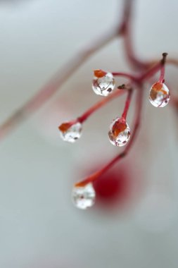 Yağmur damlaları dağ kül dal. Bir damla damlacık sıvı, küçük bir sütun olup tamamen veya neredeyse tamamen ücretsiz yüzeyler tarafından sınırlanmış.