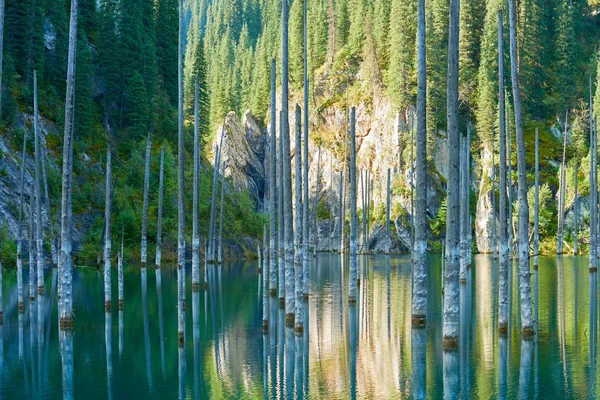 Austrocknende Stämme Versenkter Fichten Die Vom Grund Des Sees Aus — Stockfoto