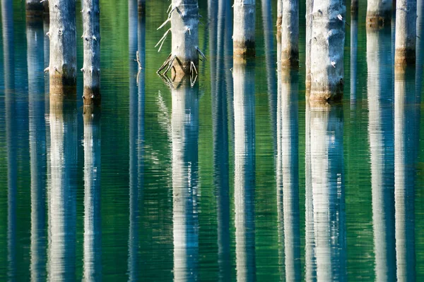 Dried Out Trunks Submerged Schrenks Spruce Trees Rise Waters Surface — Stock Photo, Image