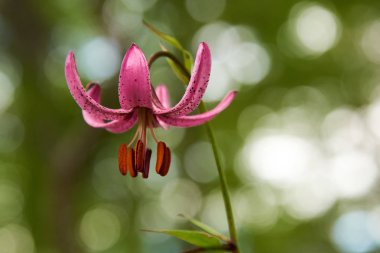 Lilium martagon (martagon lily).Lilium martagon (martagon lily or Turk's cap lily) is a Eurasian species of lily. It has a widespread native region extending from Portugal east through Europe and Asia as far east as Mongolia. clipart