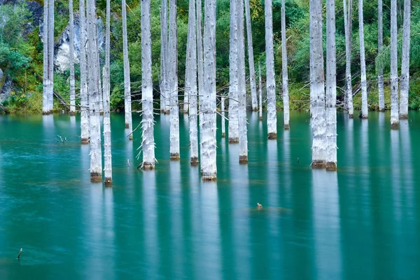 Floresta Afundada Lago Kaindy Lake Kaindy Seja Lago Bétula Lago — Fotografia de Stock