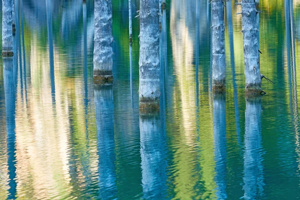 Der Versunkene Wald Des Kaindy Lake Kaindy Der Birkensee Ist — Stockfoto