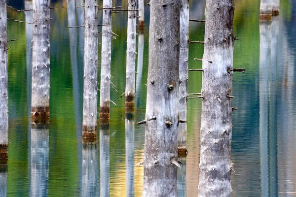 Der Versunkene Wald Des Kaindy Lake Kaindy Der Birkensee Ist — Stockfoto