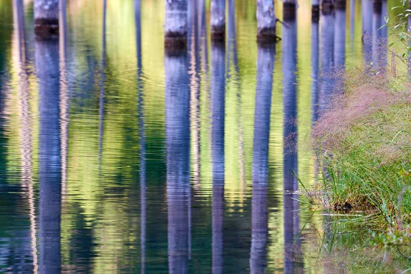 Sunken Forest Lake Kaindy Lake Kaindy Meaning Birch Tree Lake — Stock Photo, Image