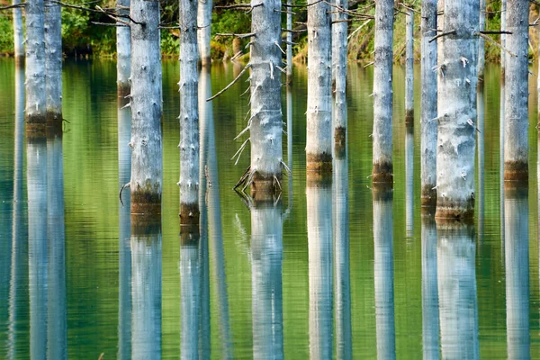 Der Versunkene Wald Des Kaindy Lake Kaindy Der Birkensee Ist — Stockfoto