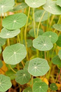 Genç sürgünler nasturtium kelimenin tam anlamıyla 