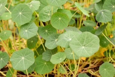 Genç sürgünler nasturtium kelimenin tam anlamıyla 