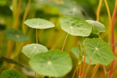 Genç sürgünler nasturtium kelimenin tam anlamıyla 