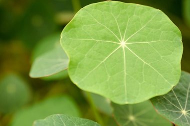 Genç sürgünler nasturtium kelimenin tam anlamıyla 