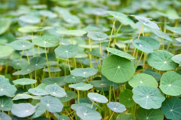 Tropaeolum Género Aproximadamente Especies Plantas Herbáceas Anuales Perennes Con Flores — Foto de Stock