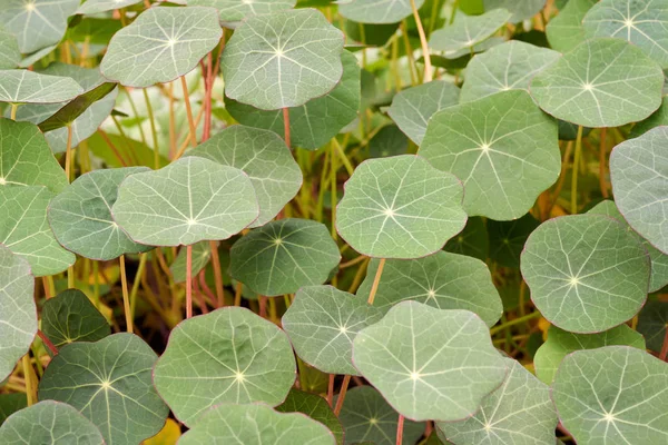 Tropaeolum Vulgarmente Conhecido Como Nastúrcio Género Botânico Pertencente Família Asteraceae — Fotografia de Stock