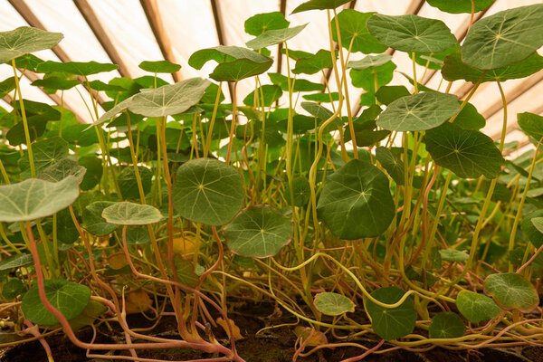 Молодые побеги Nasturtium.Tropaeolum широко известный как nasturtium буквально "нос-твистер" или "нос-твикер"), является родом из примерно 80 видов ежегодных и многолетних травянистых цветущих растений
.