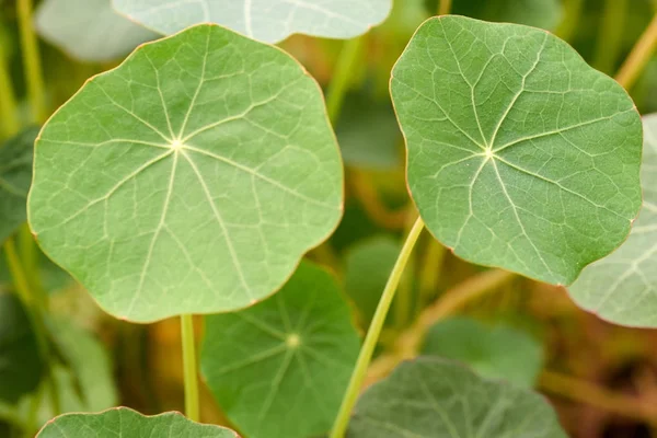 Tropaeolum Vulgarmente Conhecido Como Nastúrcio Género Botânico Pertencente Família Asteraceae — Fotografia de Stock