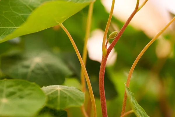 그대로 트위스터 중독자 일반적으로 알려진 Nasturtium Tropaeolum의 다년생 식물의 — 스톡 사진