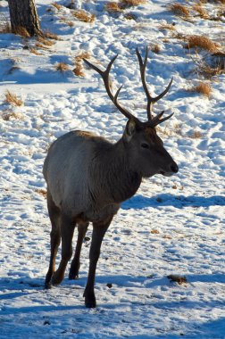 Kazakistan vahşi hayvanlar. Deer.The Kızıl geyik (Cervus elaphus) en büyük geyik türlerinden biridir. Geyik çoğu aile Cervidae şekillendirme ruminant memeliler.