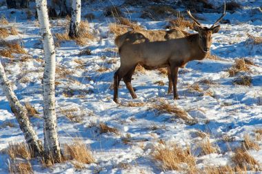 Kazakistan vahşi hayvanlar. Deer.The Kızıl geyik (Cervus elaphus) en büyük geyik türlerinden biridir. Geyik çoğu aile Cervidae şekillendirme ruminant memeliler.