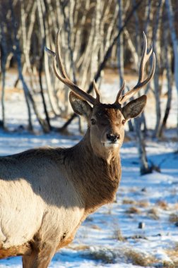 Kazakistan vahşi hayvanlar. Deer.The Kızıl geyik (Cervus elaphus) en büyük geyik türlerinden biridir. Geyik çoğu aile Cervidae şekillendirme ruminant memeliler.