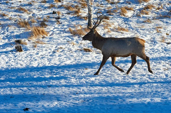 Vadon Élő Állatok Kazahsztán Deer Gímszarvas Cervus Elaphus Egyike Legnagyobb — Stock Fotó