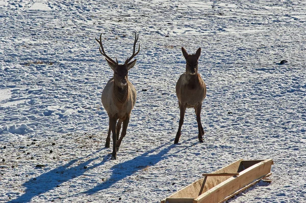 Wildtiere Kasachstans Hirsche Der Rothirsch Cervus Elaphus Ist Eine Der — Stockfoto