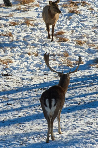 Wilde Dieren Van Kazachstan Deer Rode Hert Cervus Elaphus Één — Stockfoto