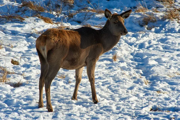 Wilde Dieren Van Kazachstan Deer Rode Hert Cervus Elaphus Één — Stockfoto