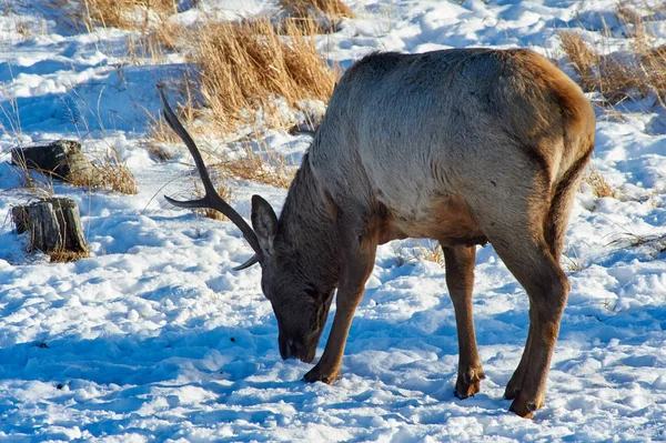 カザフスタンの野生動物 Deer レッド ディア Cervus Elaphus 最大のシカ種のひとつです 鹿が反芻哺乳類産出の家族を形成 — ストック写真