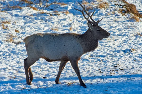Wilde Dieren Van Kazachstan Deer Rode Hert Cervus Elaphus Één — Stockfoto
