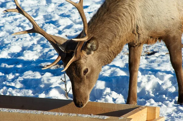 Vadon Élő Állatok Kazahsztán Deer Gímszarvas Cervus Elaphus Egyike Legnagyobb — Stock Fotó