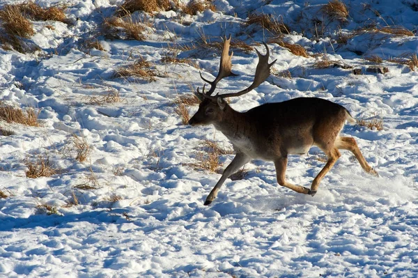 Vadon Élő Állatok Kazahsztán Deer Gímszarvas Cervus Elaphus Egyike Legnagyobb — Stock Fotó