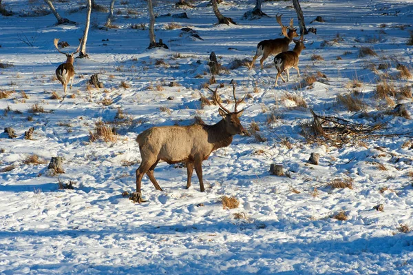 Vadon Élő Állatok Kazahsztán Deer Gímszarvas Cervus Elaphus Egyike Legnagyobb — Stock Fotó