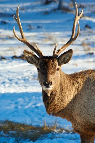 Дикие Животные Казахстана Олени Красный Олень Cervus Elaphus Является Одним — стоковое фото