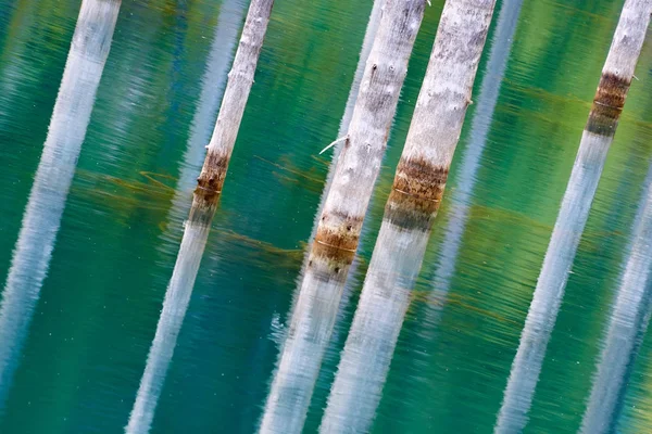 Reflexión Los Árboles Sobre Fondo Verde Del Lago Lago Kaindy —  Fotos de Stock