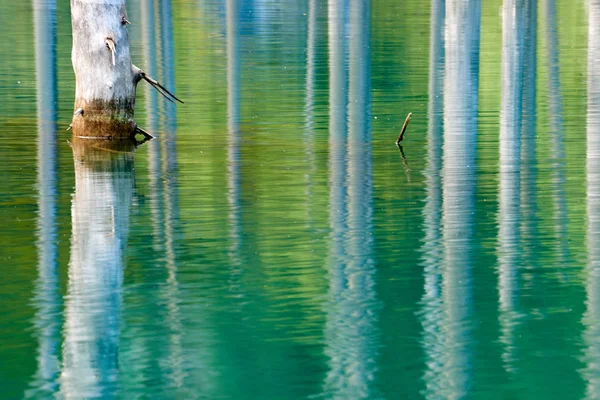 Reflection of trees on a green  background of lake.Lake Kaindy, meaning the \