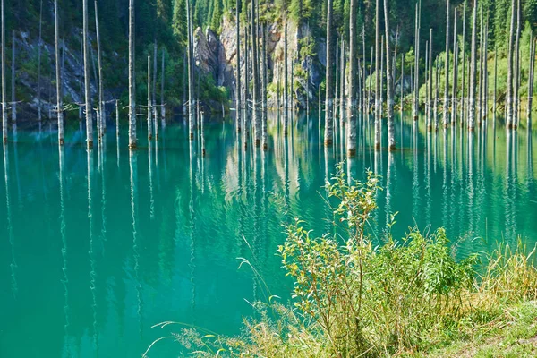 Reflectie Van Bomen Een Groene Achtergrond Van Meer Lake Kaindy — Stockfoto