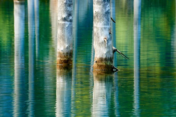 Reflection Trees Green Background Lake Lake Kaindy Meaning Birch Tree — Stock Photo, Image