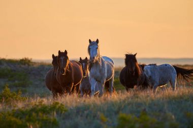 Atları mera üzerinde günbatımında otlatmak. At (Equus ferus caballus) iki kaybolmamış alt türü Equus ferus biridir. Bir tek parmaklı ungulate memeli taksonomik Atgiller ailesine ait olduğu.