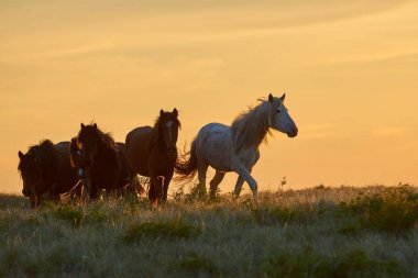 Atları mera üzerinde günbatımında otlatmak. At (Equus ferus caballus) iki kaybolmamış alt türü Equus ferus biridir. Bir tek parmaklı ungulate memeli taksonomik Atgiller ailesine ait olduğu.