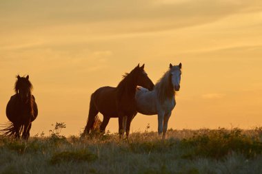 Atları mera üzerinde günbatımında otlatmak. At (Equus ferus caballus) iki kaybolmamış alt türü Equus ferus biridir. Bir tek parmaklı ungulate memeli taksonomik Atgiller ailesine ait olduğu.