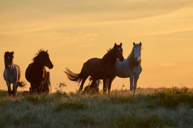Atları mera üzerinde günbatımında otlatmak. At (Equus ferus caballus) iki kaybolmamış alt türü Equus ferus biridir. Bir tek parmaklı ungulate memeli taksonomik Atgiller ailesine ait olduğu.