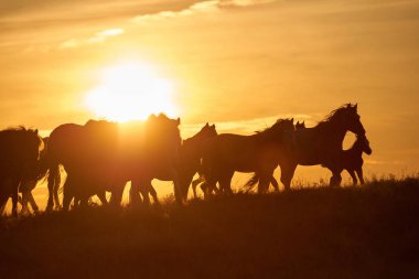 Atları mera üzerinde günbatımında otlatmak. At (Equus ferus caballus) iki kaybolmamış alt türü Equus ferus biridir. Bir tek parmaklı ungulate memeli taksonomik Atgiller ailesine ait olduğu.