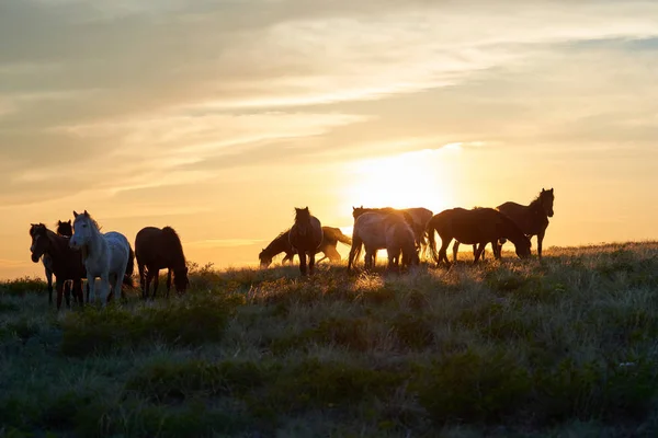 Horses graze on pasture at sunset.  The horse (Equus ferus caballus) is one of two extant subspecies of Equus ferus. It is an odd-toed ungulate mammal belonging to the taxonomic family Equidae.