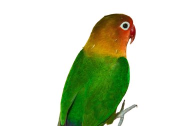 Fischer'ın cennet papağanı beyaz zemin üzerinde. Fischer'ın cennet papağanı (Agapornis fischeri) küçük papağan Agapornis cins familyasından bir.