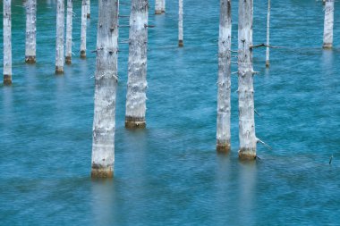Güzel ağaçlar su yüzeyi üzerinde Gölün dibinden çıkar. Lake Kaindy, 